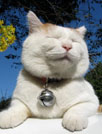 可爱猫咪盒子 V1