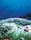 动态水族壁纸