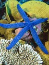 海星第一辑主题壁纸