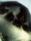 海洋生物第四辑主题壁纸