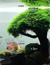 My Aquarium Live Wallpaper