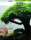 My Aquarium Live Wallpaper