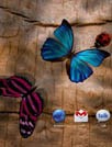 Friendly Bugs Live Wallpaper