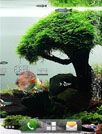 淡水水族馆生活壁纸