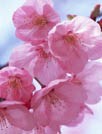 日本樱花