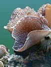 海洋生物第五辑壁纸