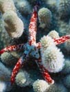 海星第二辑主题壁纸