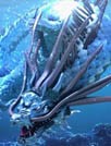 海中龙王壁纸