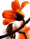 木棉花[GO桌面主题]