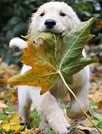 玩具贵宾犬Cici桌面壁纸