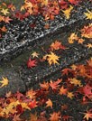 京都下鸭神社的红叶壁纸