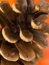 枯黄的草桌面壁纸