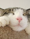 美梦中的猫咪桌面壁纸