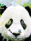 多迪熊猫动态壁纸