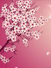 浪漫樱花动态壁纸汉化版