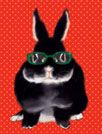 酷酷眼镜兔[91熊猫桌面主题]