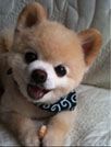 萌宠俊介君