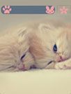 就要萌翻你[91熊猫桌面主题]