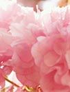 花瓣[GO桌面主题]