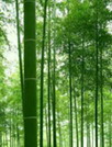 竹林壁纸