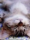 猫咪壁纸