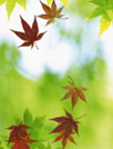 枫叶飘飘动态壁纸