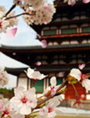 古城樱花动态壁纸