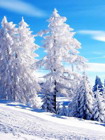 冬日雪景