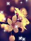 花儿物语动态壁纸