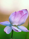 花朵待放动态壁纸