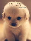 伤心小狗[91熊猫桌面主题]