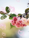 花朵绽放动态壁纸