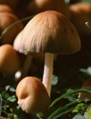 可爱小蘑菇动态壁纸