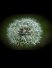 Galaxy S4蒲公英动态壁纸
