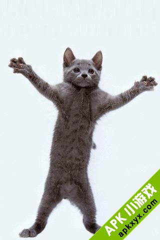 跳舞猫：Dancing Cat