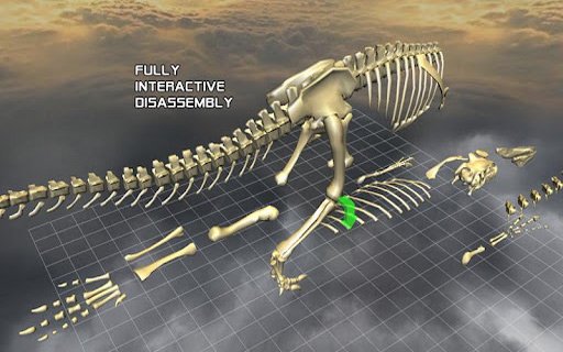 3D骨骼拆解:Body Disassembly 3D