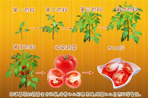 早教启蒙软件:宝宝种蔬菜
