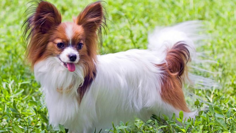 活泼可爱的蝴蝶犬手机壁纸