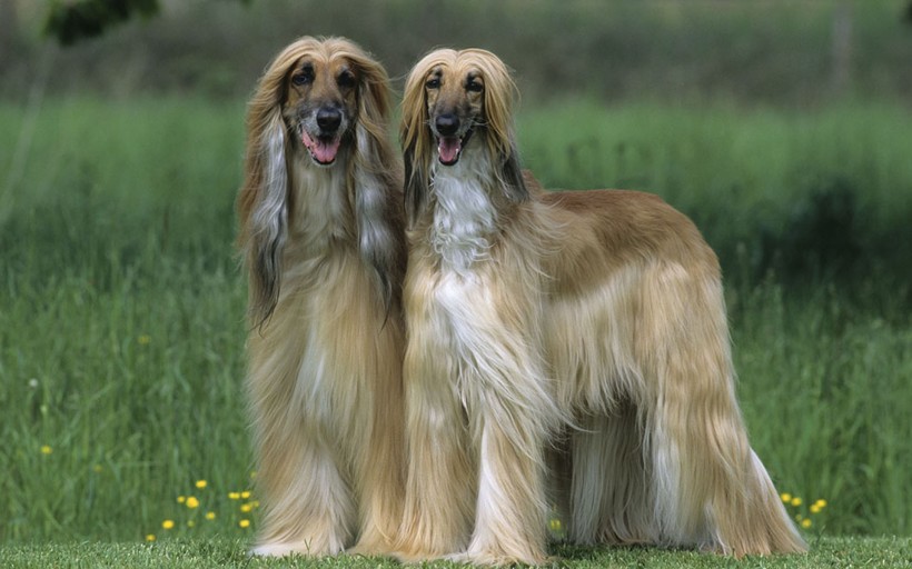 高贵的阿富汗猎犬手机壁纸