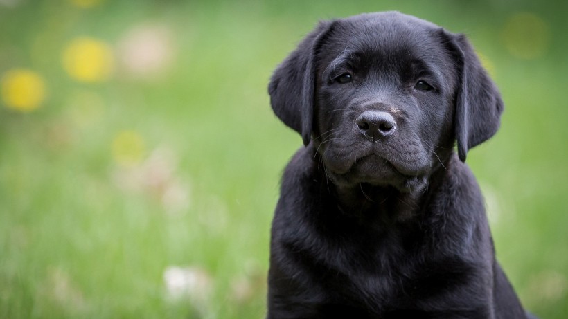 黑色拉布拉多犬手机壁纸