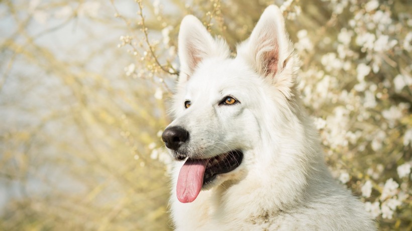 白色瑞士牧羊犬手机壁纸