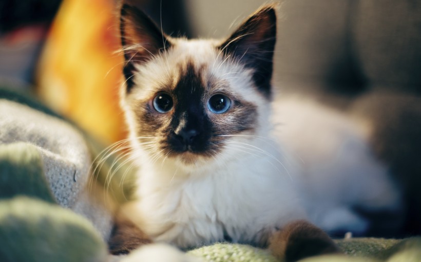 可爱的暹罗猫手机壁纸