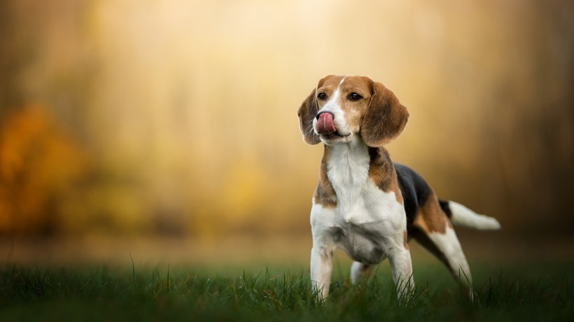 比格犬手机壁纸