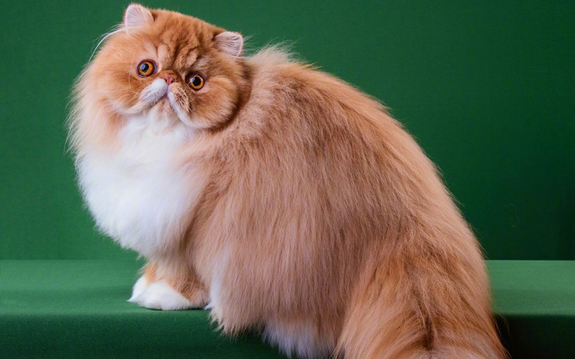 软萌可爱的小猫咪手机壁纸