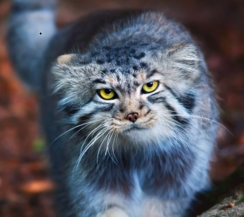 猫科动物兔狲手机壁纸