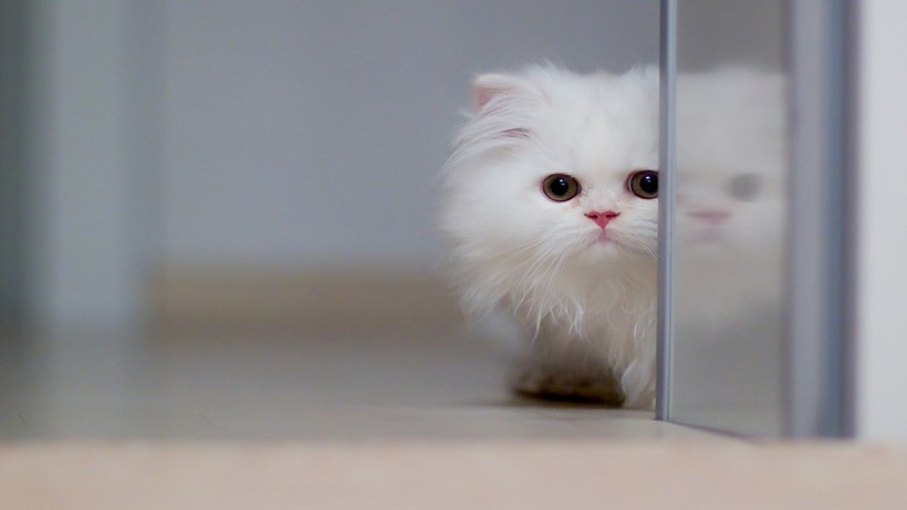 可爱萌宠猫咪手机壁纸