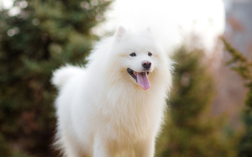 可爱萌宠萨摩耶犬手机壁纸