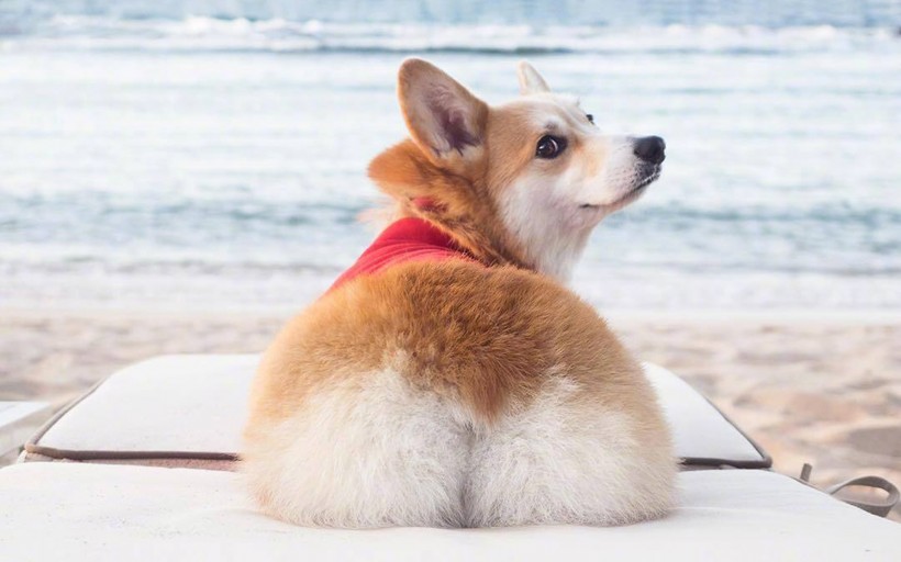 可爱的柯基犬手机壁纸