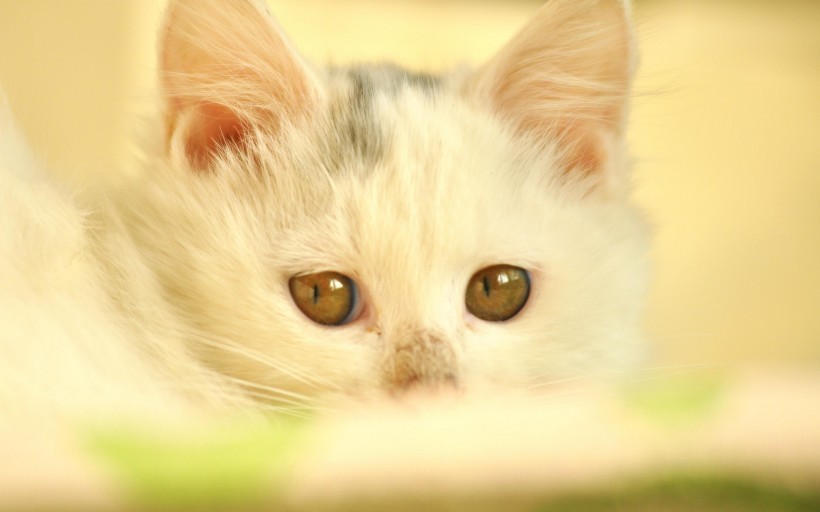 可爱猫猫高清手机壁纸