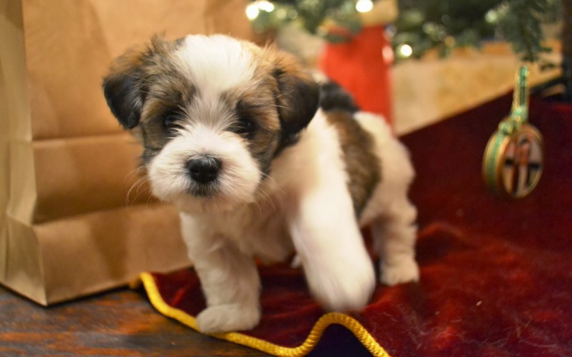 可爱哈瓦那小犬手机壁纸
